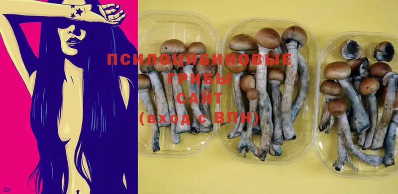 купить наркотики сайты  Гаврилов Посад  Псилоцибиновые грибы Magic Shrooms 